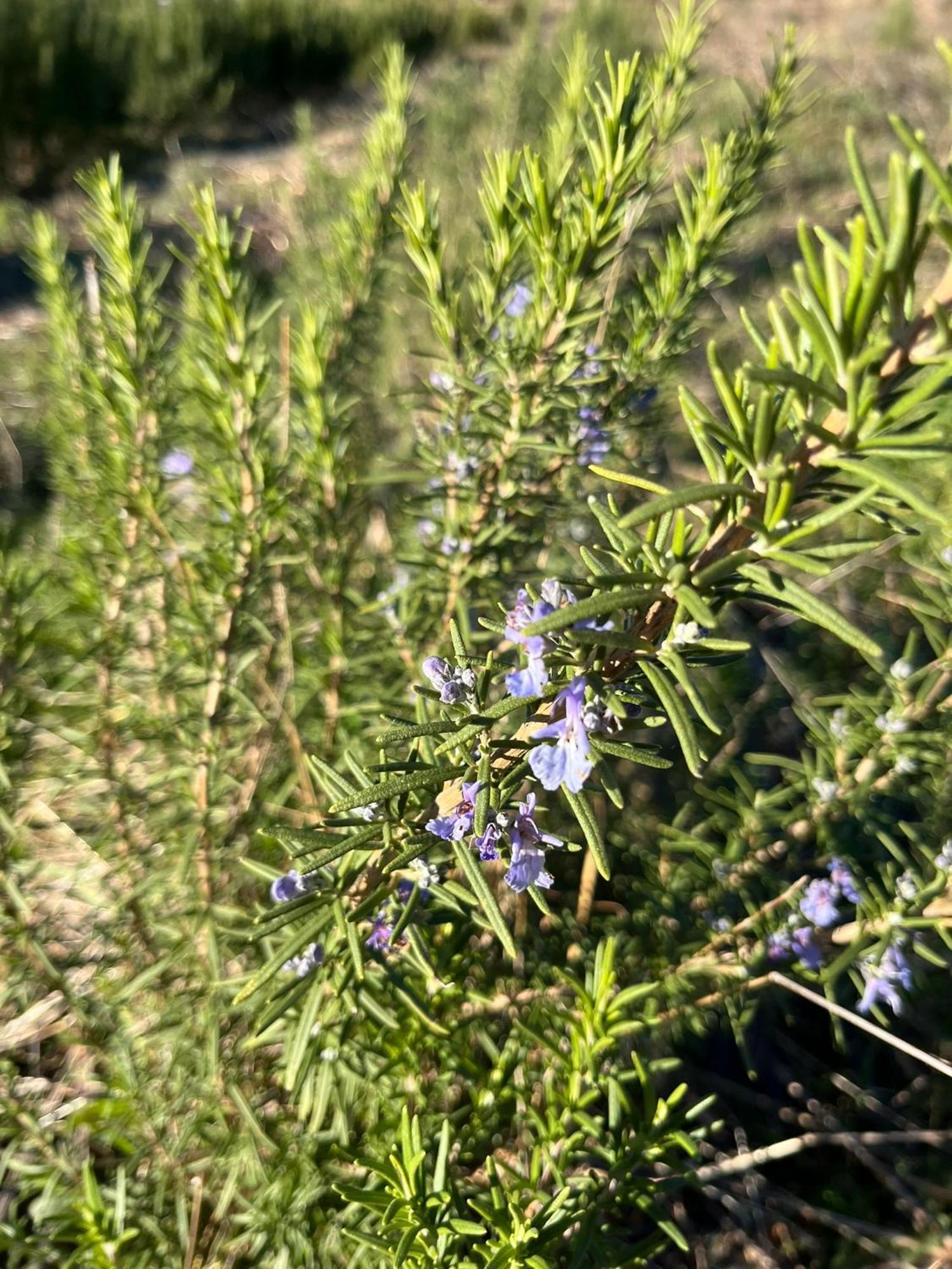 Bio Agriturismo Alba Etrusca Di Cortona - Organic Farmhouse- Appartamento Lavanda-Appartamento Rosmarino - Vasca Idromassaggio Esterna Poggioni Bagian luar foto